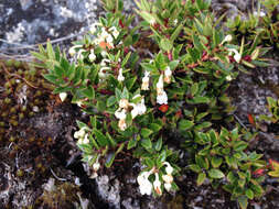 Image of Gaultheria mucronata (L. fil.) E. J. Remy