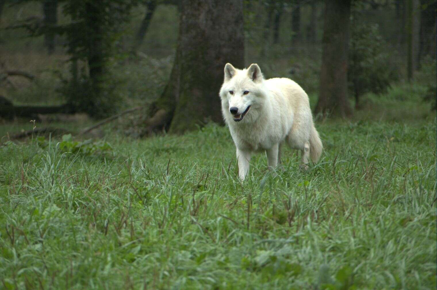 Image of Arctic wolf