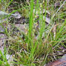 Imagem de Lomandra filiformis subsp. coriacea A. T. Lee