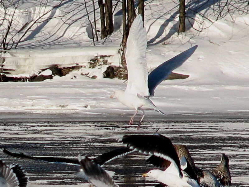 Image of Glaucous Gull