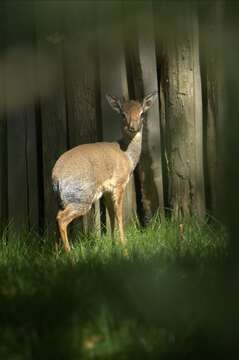 Image of Kirk's Dik-dik