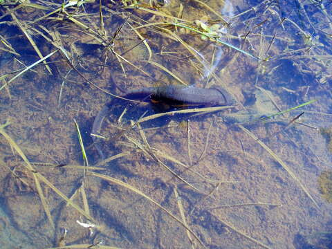 Image of Rough-skinned Newt