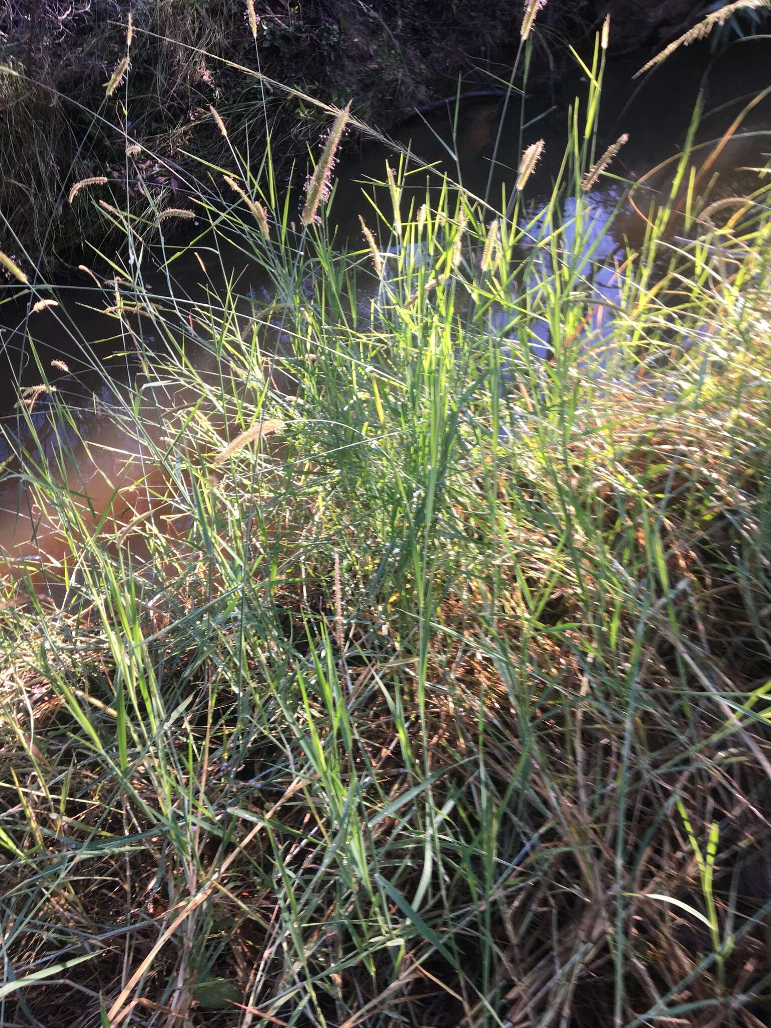 Image of Common bristle grass