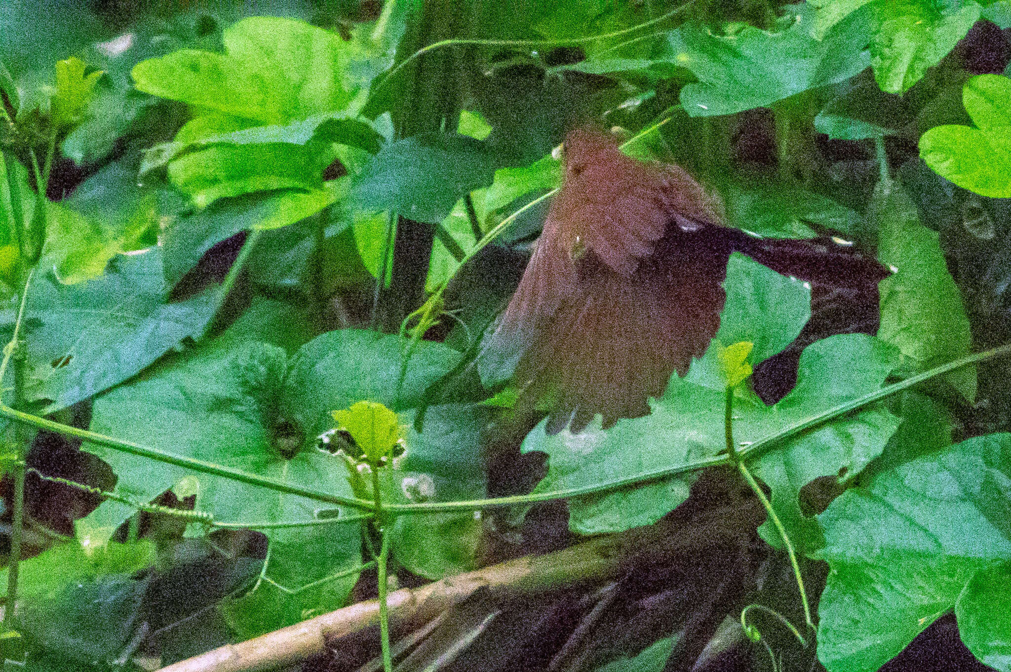 Image of Little Cuckoo