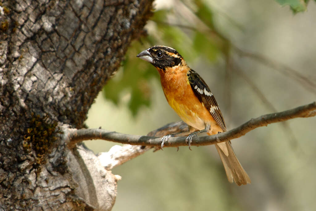 Image of Black-headed Grosbeak