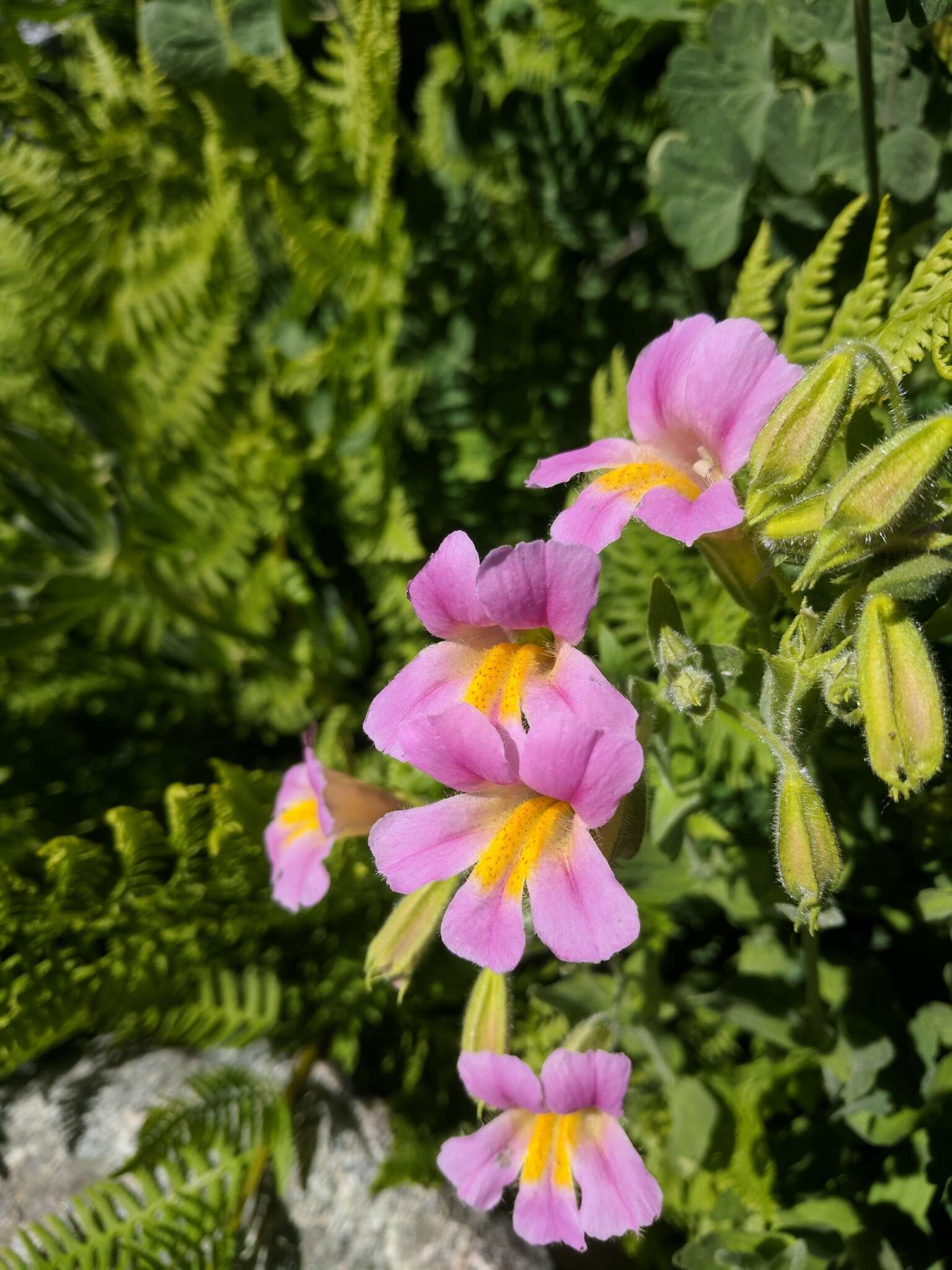 Image of Erythranthe erubescens G. L. Nesom