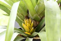 Aechmea nidularioides L. B. Sm.的圖片