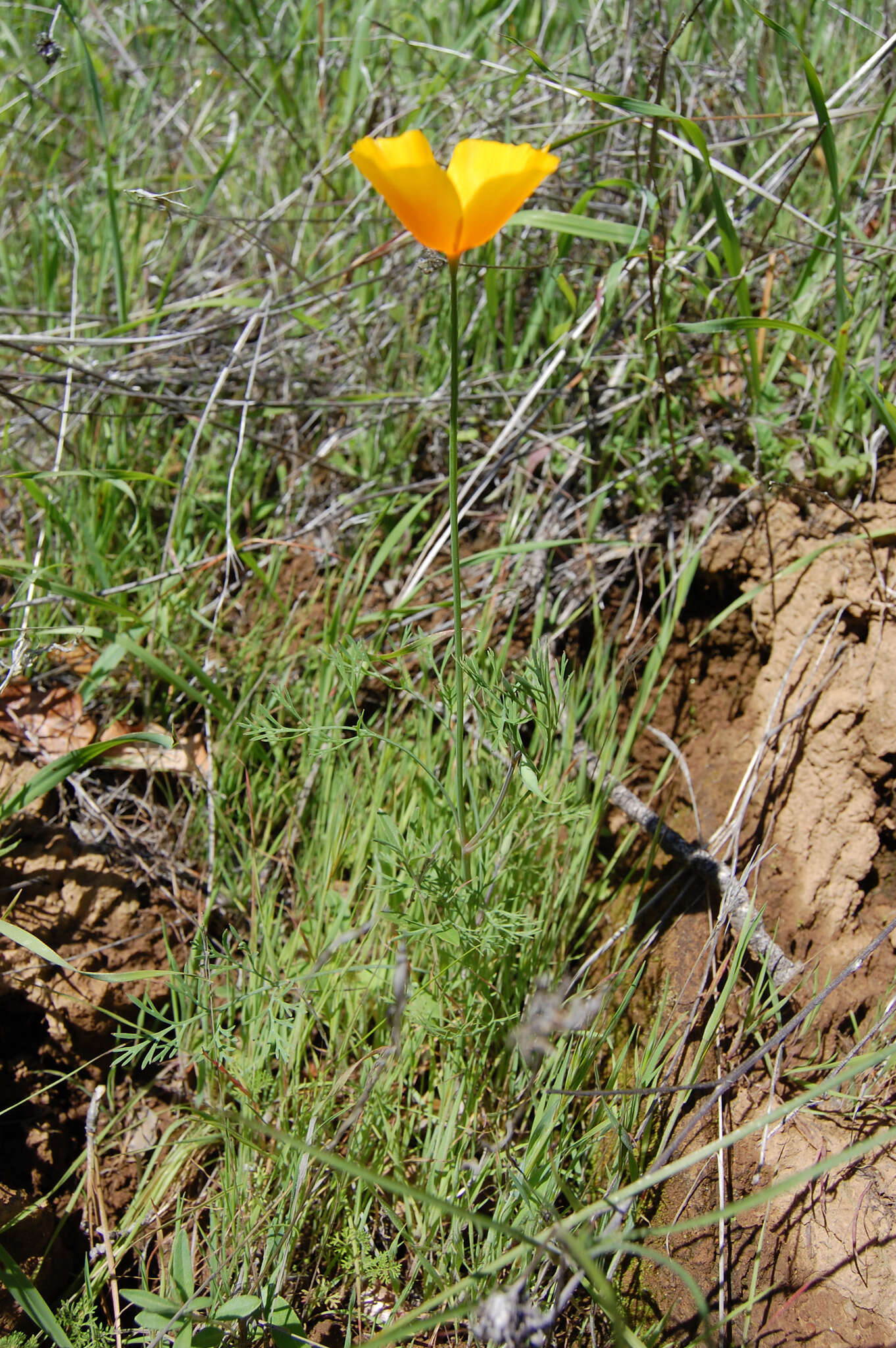 Image of tufted poppy