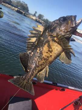 Image of Black-and-yellow rockfish