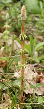 Image of Wood Horsetail