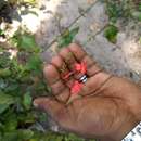 Imagem de Plumbago indica L.