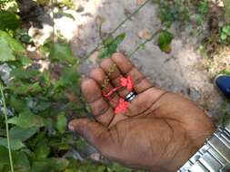 Imagem de Plumbago indica L.