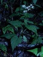 Image of mountain aster