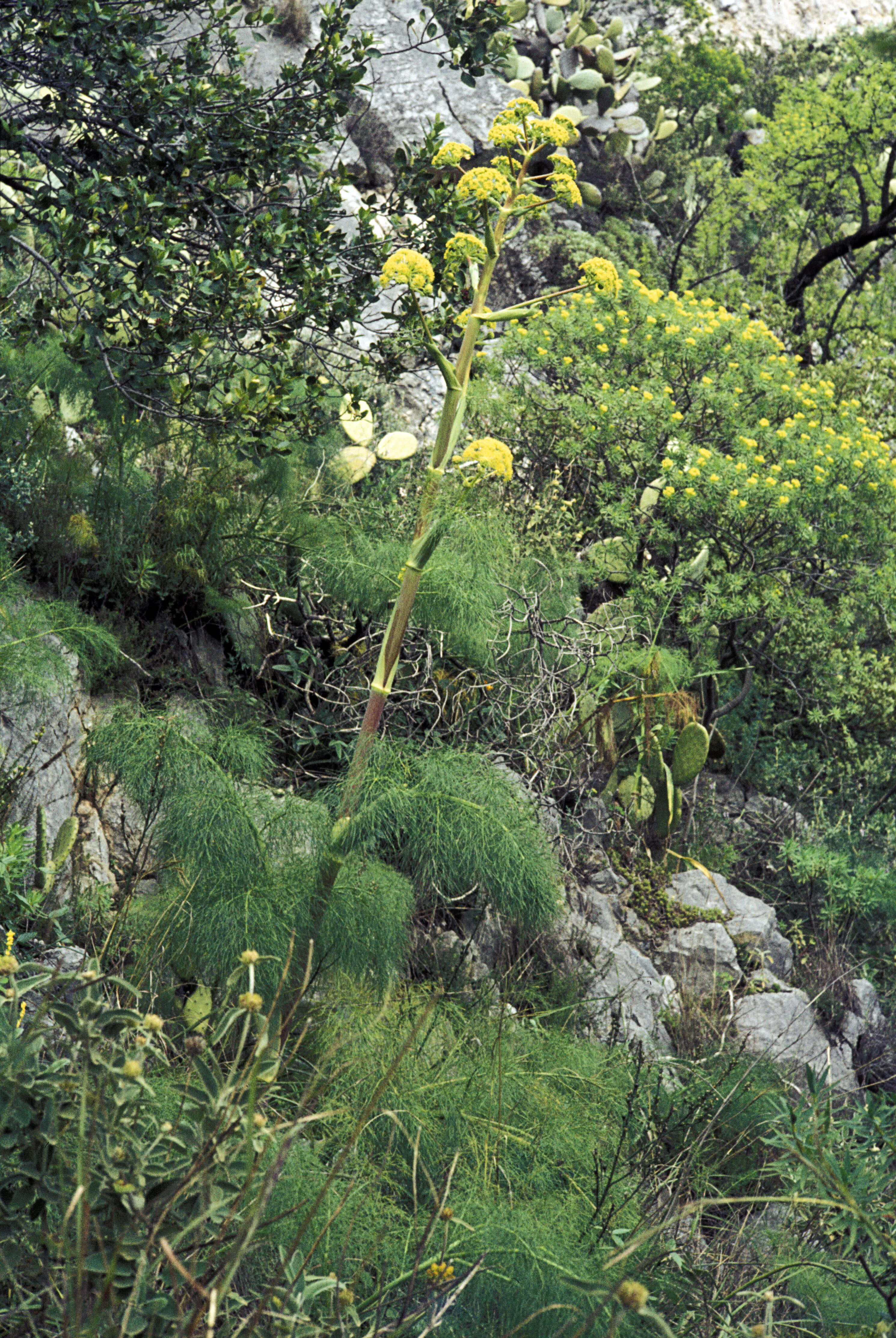 Image of Giant Fennel