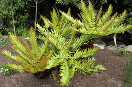 Image of Lomariocycas