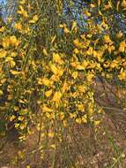 Image of Mt. Etna broom