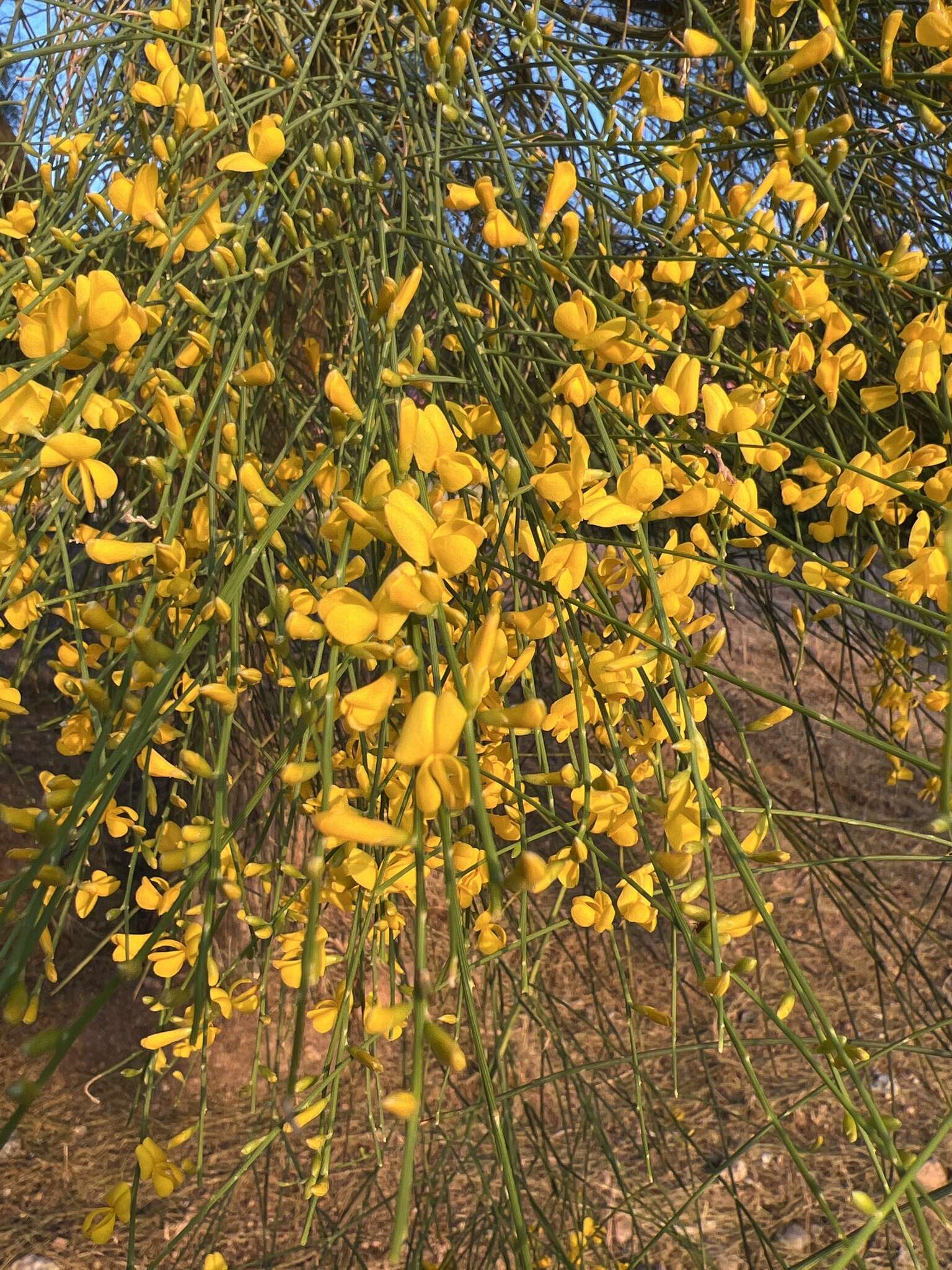 Image of Mt. Etna broom