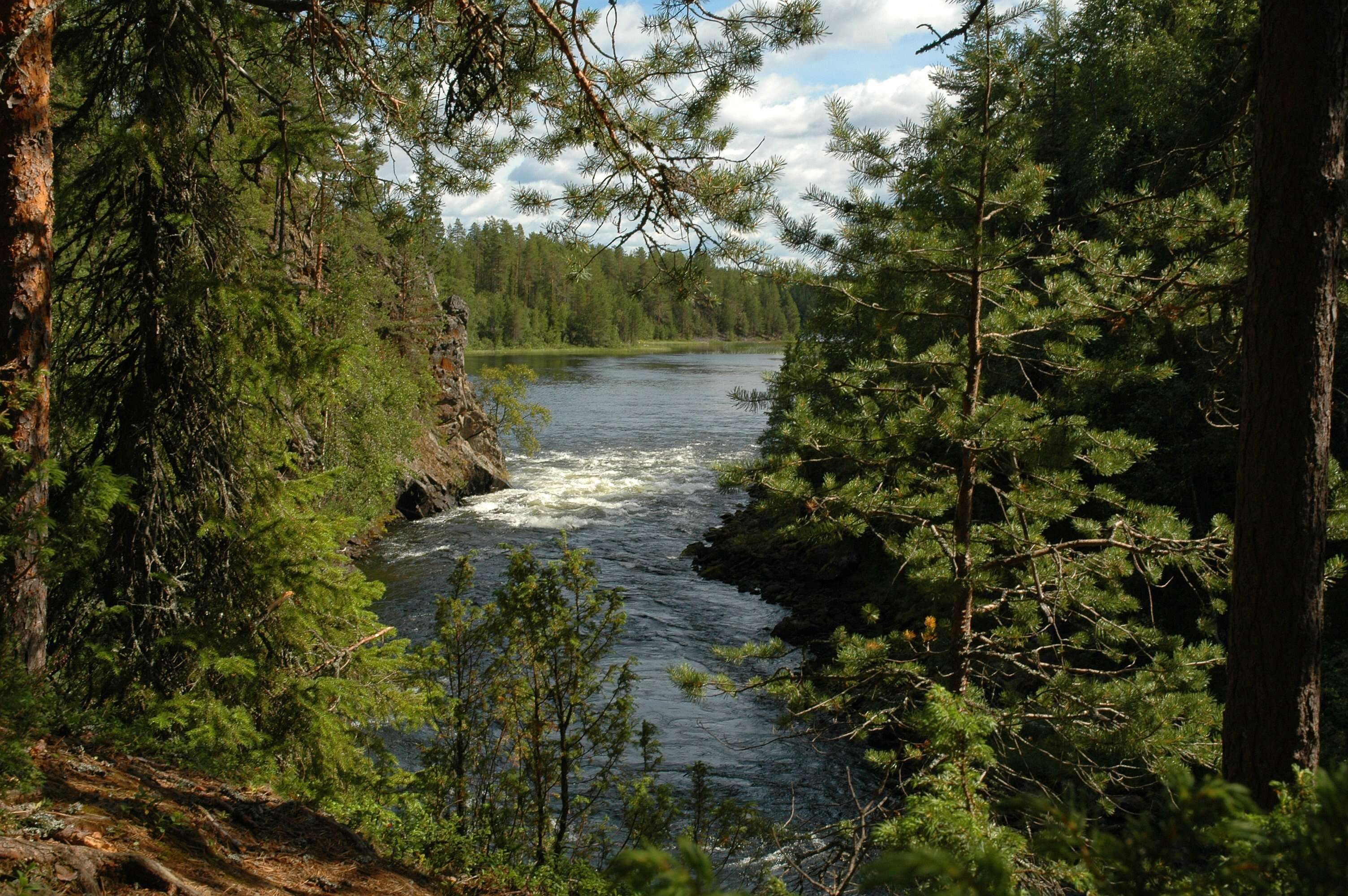 Image of Scotch Pine