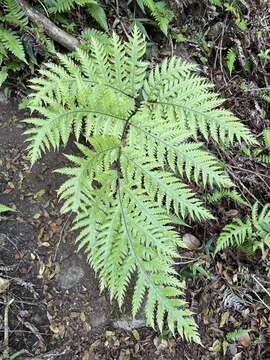 Image of Gaudichaud's halberd fern