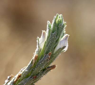 Image of Palm-Bract Salt-Bird's-Beak