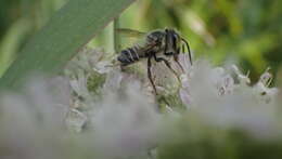 Image of Petulant Leaf-cutter Bee