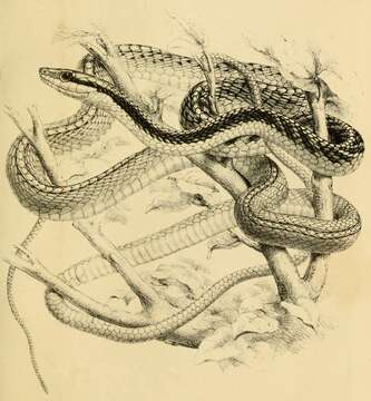 Leptophis diplotropis (Günther 1872)的圖片