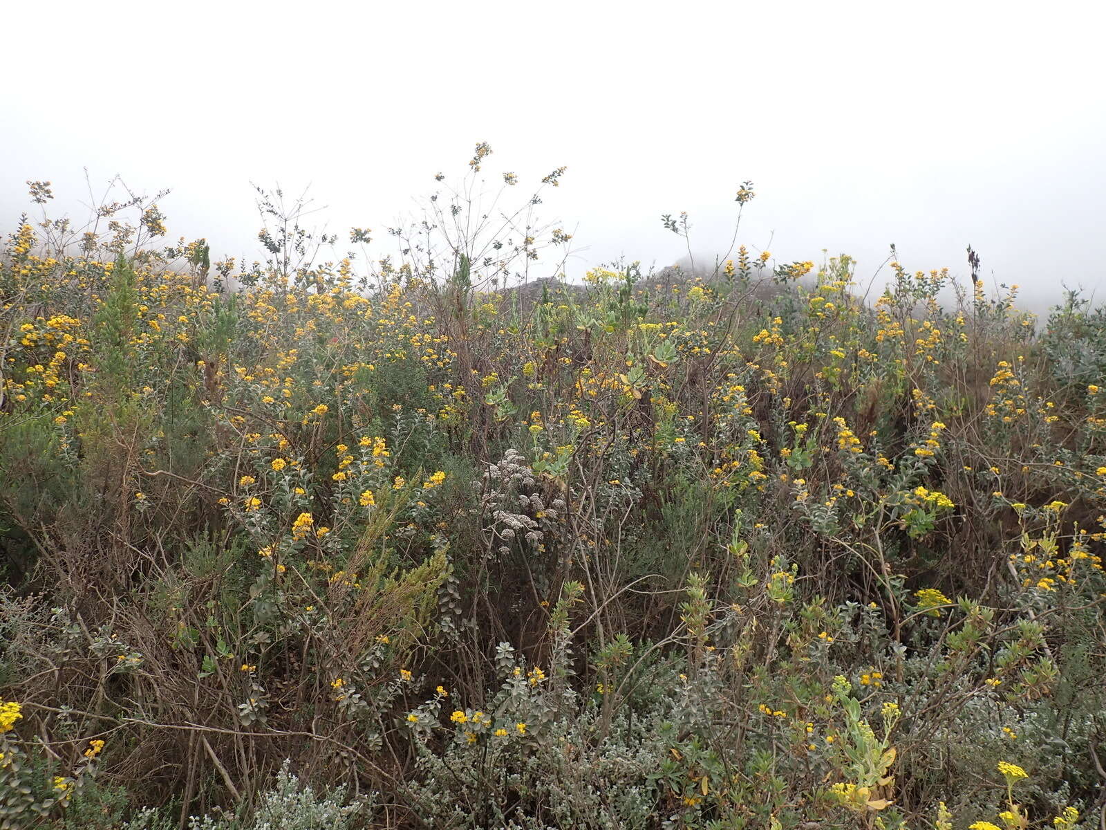 Stirtonanthus taylorianus (L. Bolus) B.-E. van Wyk & A. L. Schutte的圖片