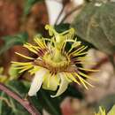 Image of Passiflora xishuangbannaensis Krosnick