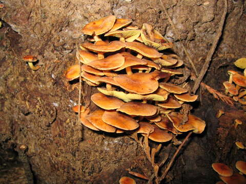 Plancia ëd Flammulina velutipes (Curtis) Singer 1951