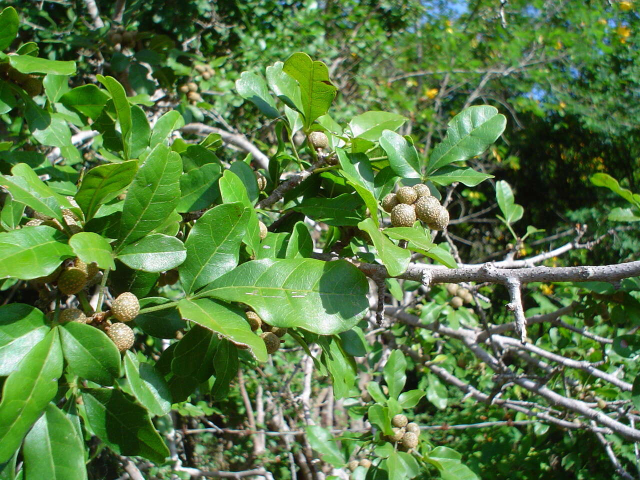 Image of Trichilia trifolia L.