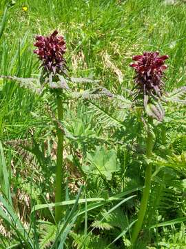 Image of Beakless Red Lousewort