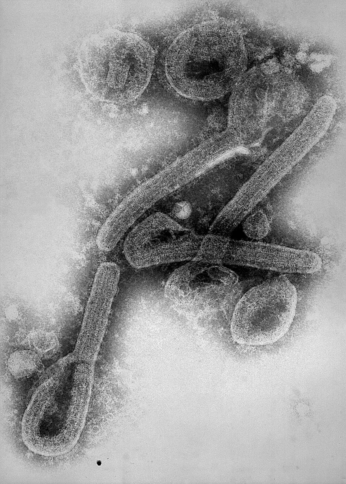 Image of Marburgvirus