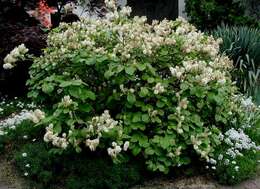 Imagem de Fothergilla major (Sims) Lodd.