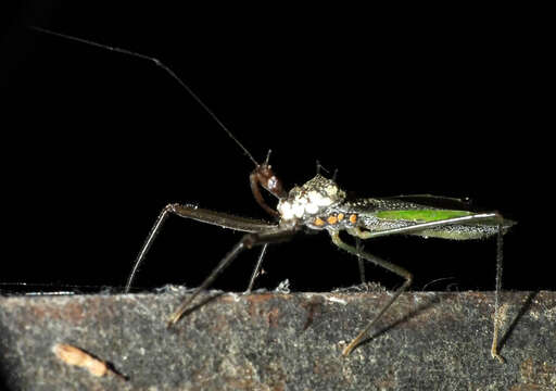 Plancia ëd Heza leucothorax Maldonado 1976