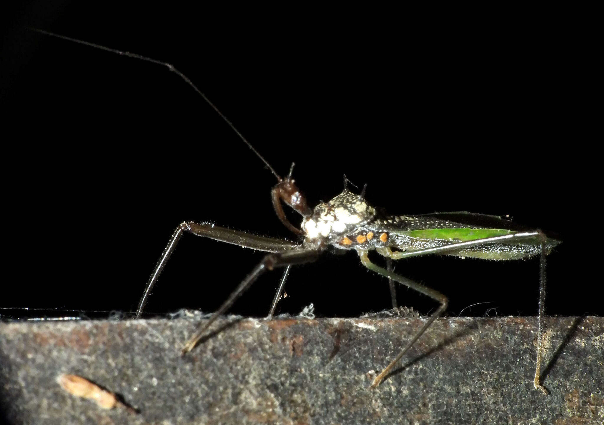 Plancia ëd Heza leucothorax Maldonado 1976