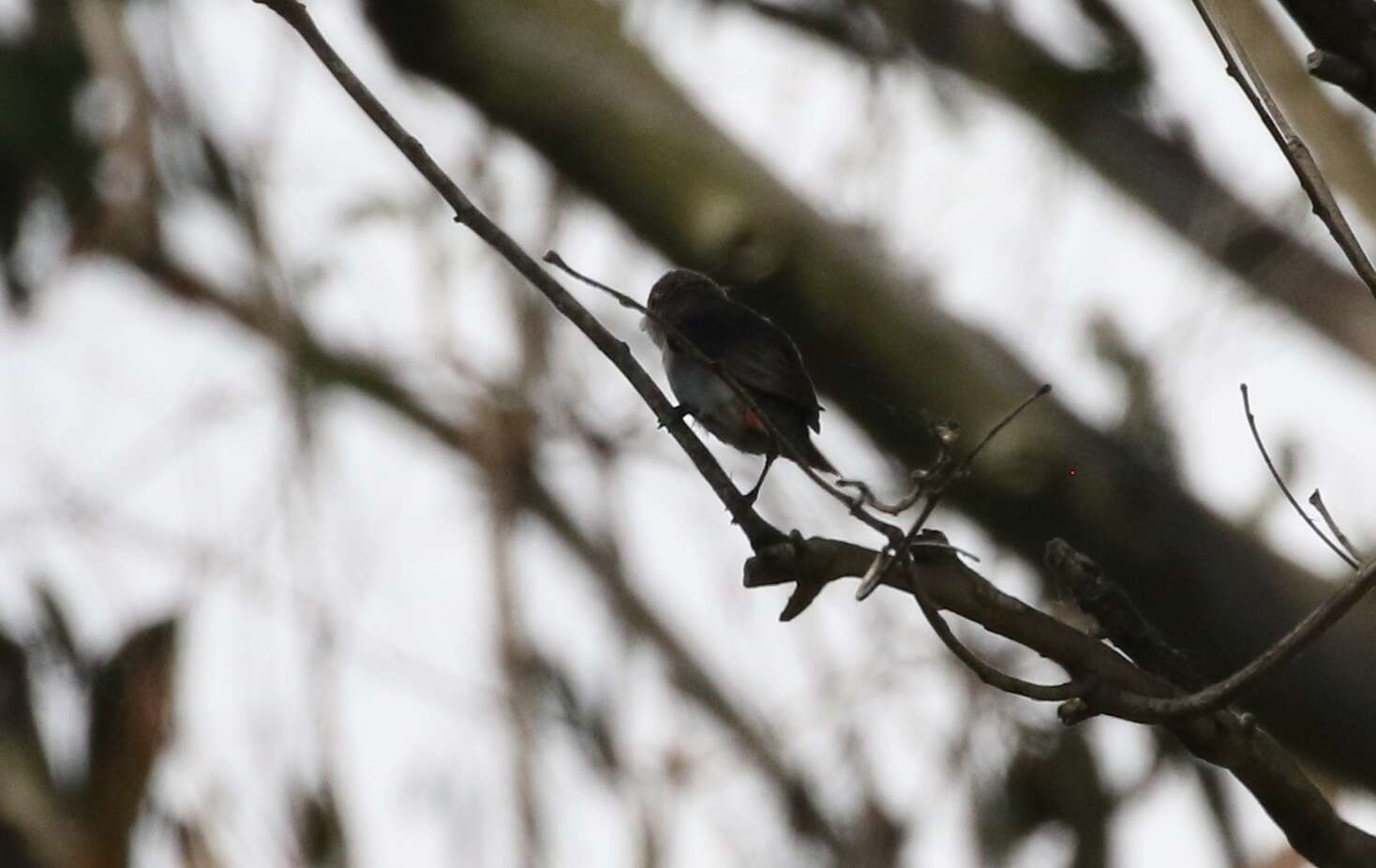 Image of Mistletoebird