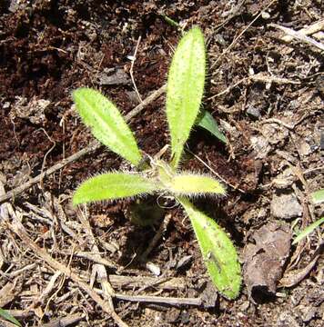 Image of Echium wildpretii H. H. W. Pearson ex Hook. fil.