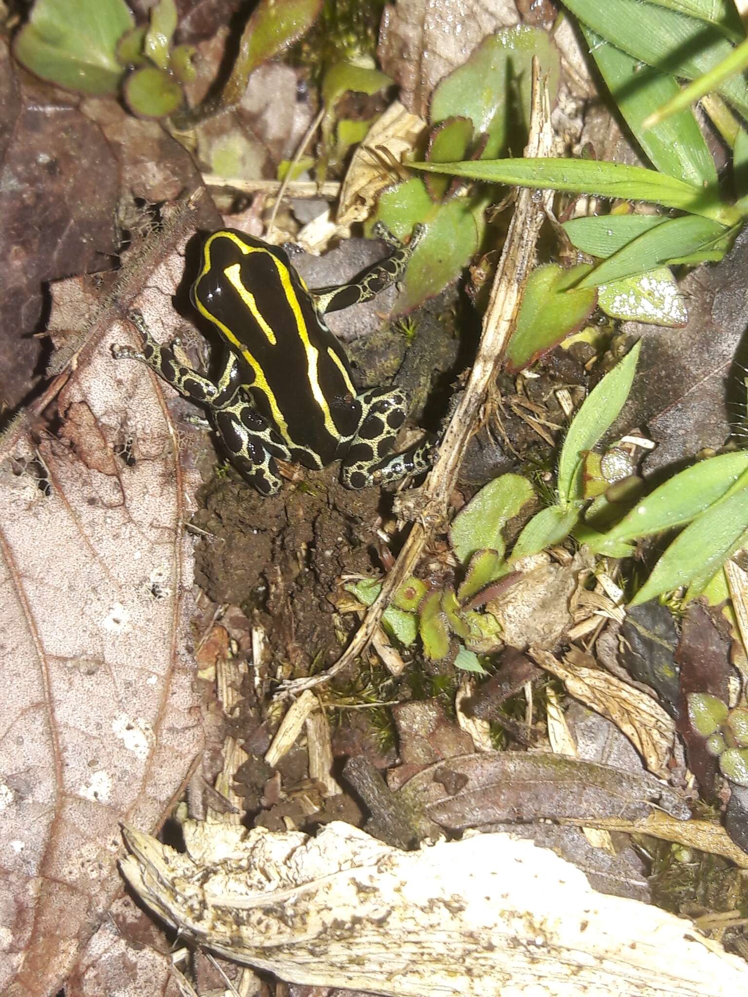 Image of Zimmermann's Poison Frog