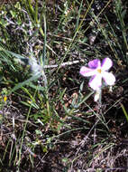 Image of longleaf phlox