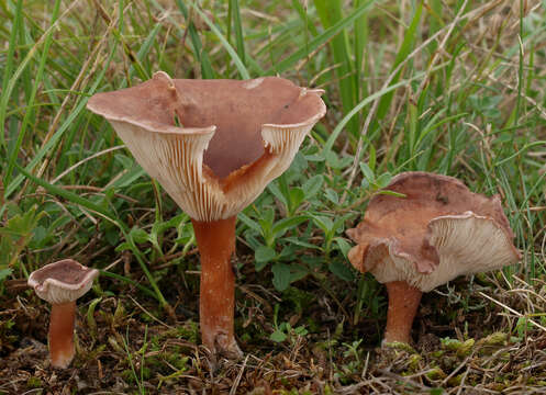 Image of Clitocybe