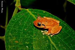 Image of Banded Robber Frog