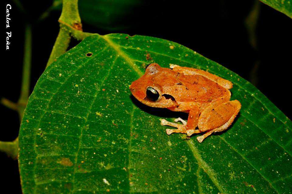 Image of Banded Robber Frog