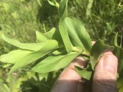 Слика од Solidago rigida subsp. glabrata (Braun) S. B. Heard & J. C. Semple