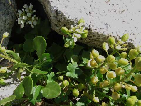 Image de Cochlearia tatrae Borbás