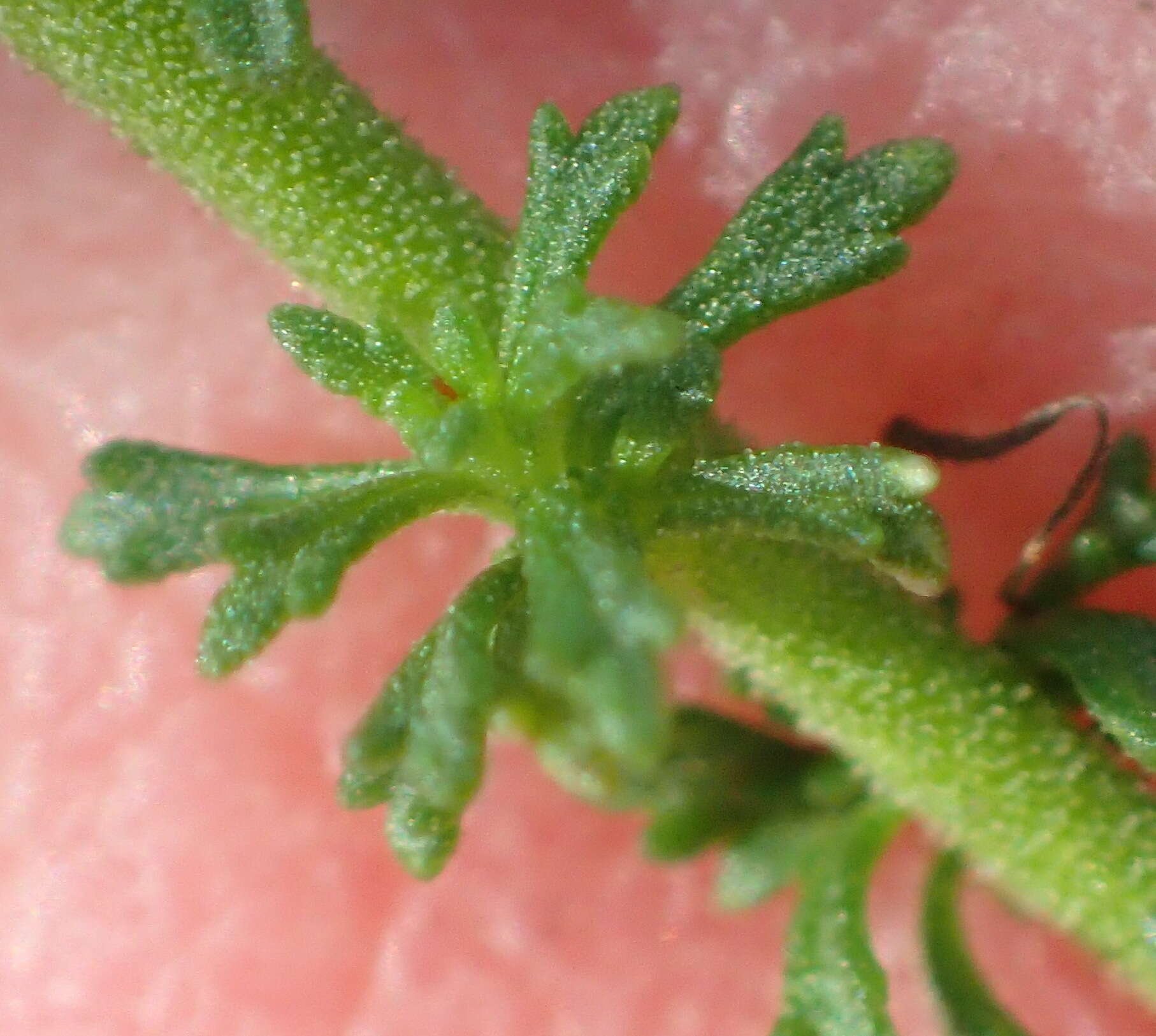 Image of Jamesbrittenia tenuifolia (Bernh.) O. M. Hilliard