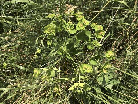 Image of Euphorbia salicifolia Host