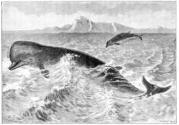 Image of Hyperoodon Lacépède 1804