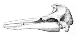 Plancia ëd Mesoplodon bidens (Sowerby 1804)