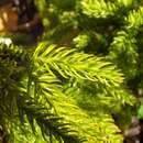 Image of Austrolycopodium magellanicum (Beauv.) Holub