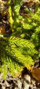 Image of Austrolycopodium magellanicum (Beauv.) Holub